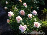 Garden of Roses 