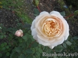 Crocus Rose® 