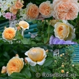 Crown Princess Margareta®