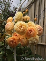 Crown Princess Margareta®