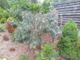 Rosa glauca 