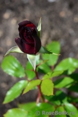 Black Baccara