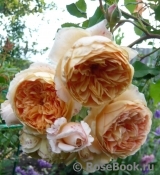 Crown Princess Margareta®