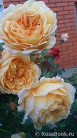 Crown Princess Margareta®