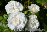 Great North Eastern Rose 