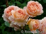 Abraham Darby