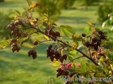 Rosa glauca 