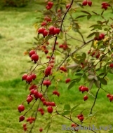 Rosa glauca 