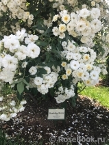 Rambling Rector 