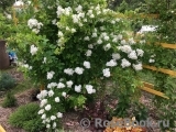 Rosa multiflora