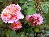 Abraham Darby