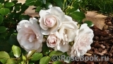 Aspirin Rose