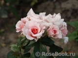 Dr.Hermann Schulze-Delitzsch Rose