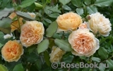 Crown Princess Margareta®