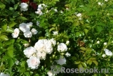 Great North Eastern Rose 