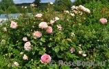 Abraham Darby