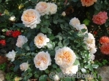 Garden of Roses 