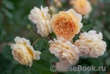 Crown Princess Margareta®