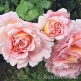 Abraham Darby