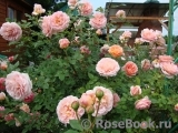 Abraham Darby