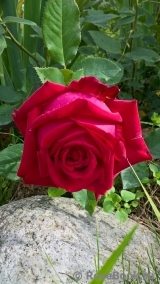 Konrad Adenauer Rose