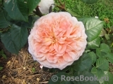 Abraham Darby