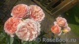 Abraham Darby