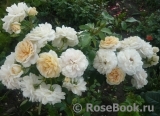 Lions Rose