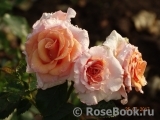 Dr.Hermann Schulze-Delitzsch Rose