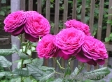 Johann Wolfgang von Goethe Rose®