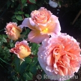 Abraham Darby