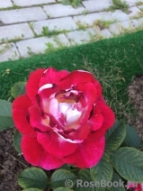 Aline Mayrisch Rose ®