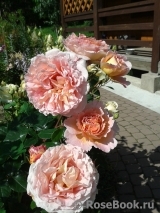 Abraham Darby