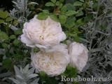 Crocus Rose® 