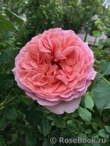 Abraham Darby