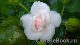 Aspirin Rose