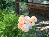 Crown Princess Margareta®