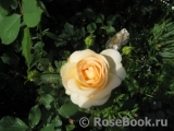 Churchill Rose, The