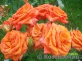 Orange Babyflor 