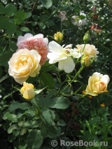 Churchill Rose, The