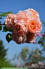 Abraham Darby