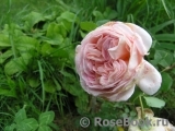 Abraham Darby