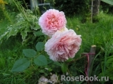 Abraham Darby