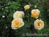 Churchill Rose, The