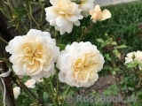 Crocus Rose® 