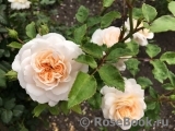 Crocus Rose® 