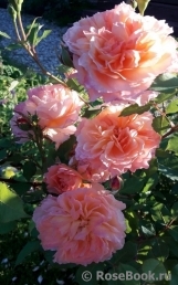 Rose de Gerberoy ®