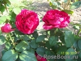 Rose des 4 Vents