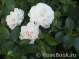 Great North Eastern Rose 