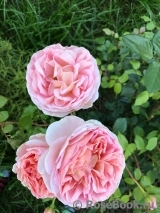 Abraham Darby